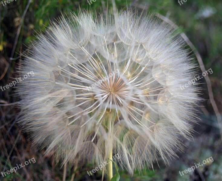 Flower Dandelion Nature White Plant