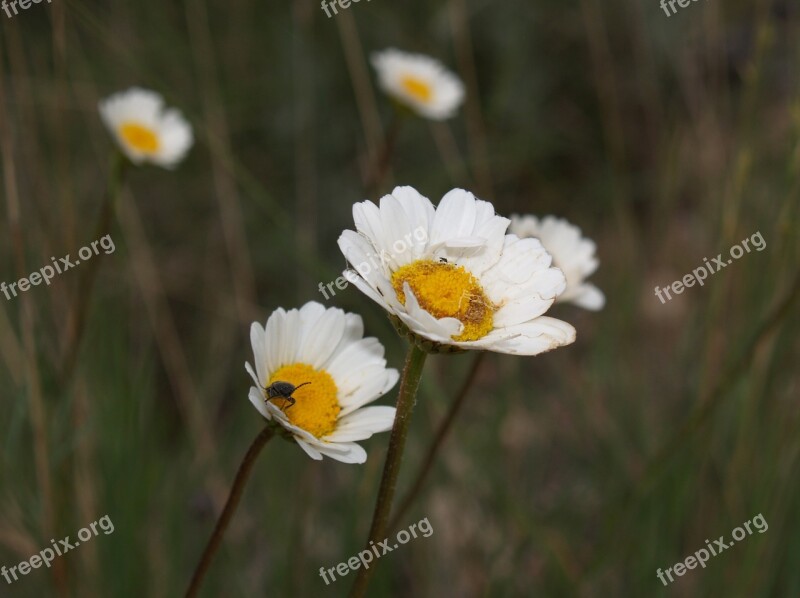 Margaritas Flowers White White And Yellow Nature