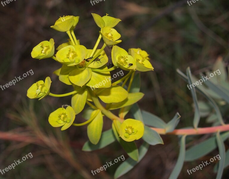 Flower Spring Green Nature Macro