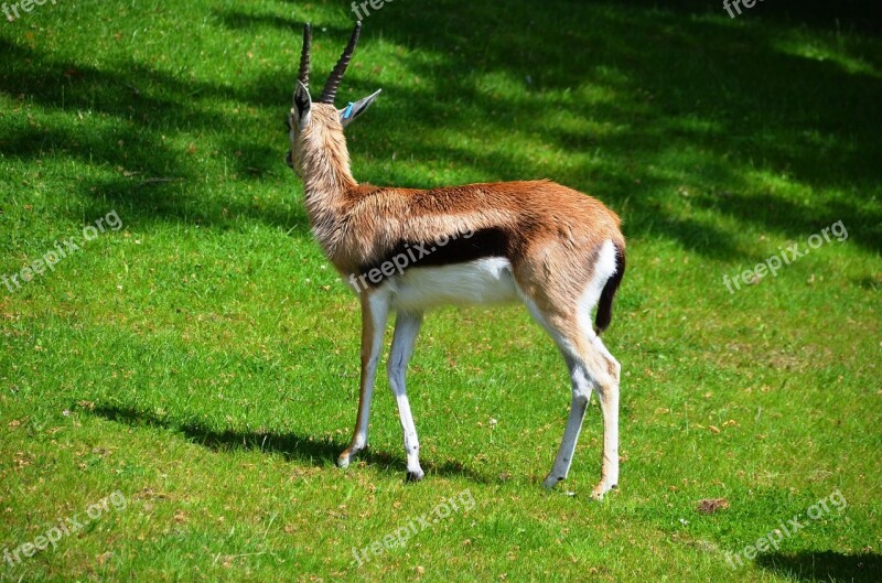 Animal Zoo Horned Free Photos