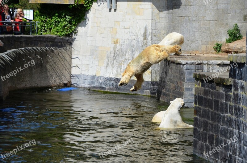 Polar Bear Jump Pike Jump Water Ursus Maritimus