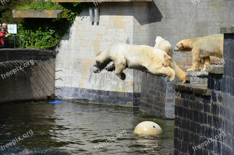 Polar Bear Jump Pike Jump Water Ursus Maritimus