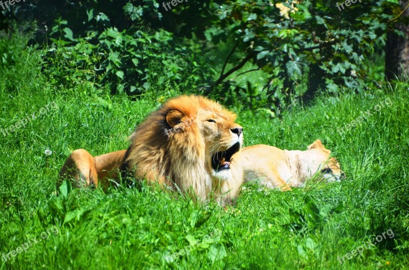 Lion Wild Animals Animal Sleep Yawn