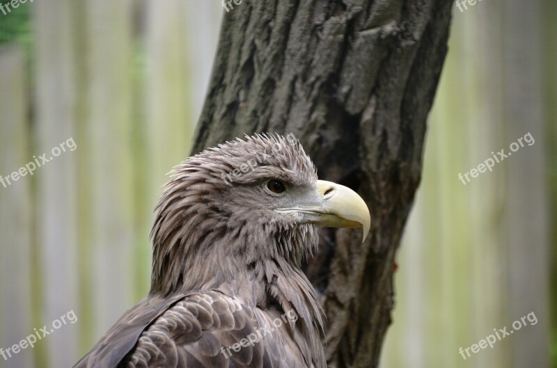 Adler Animal Bird Free Photos