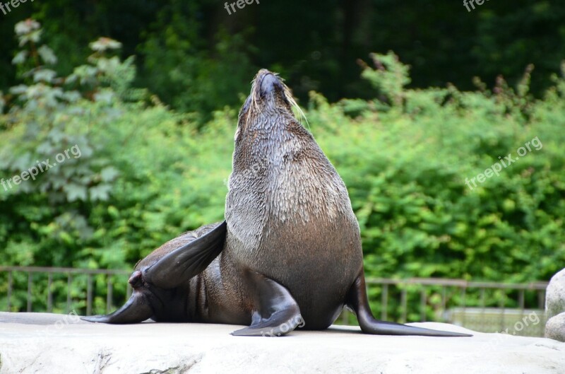 Sea ​​lion Animal Funny Free Photos