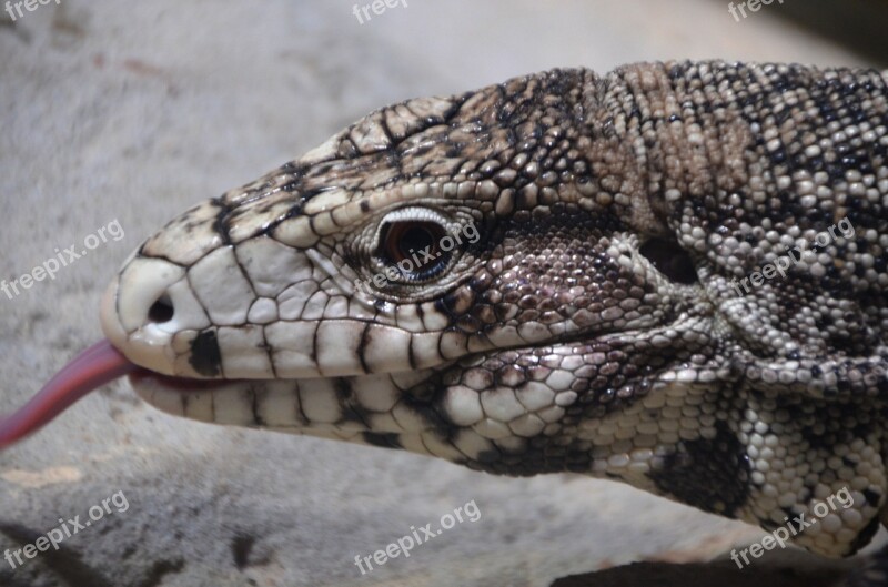 Lizard Tongue Animal Africa Free Photos