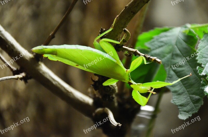 Praying Mantis Animal Leaf Camouflage Free Photos