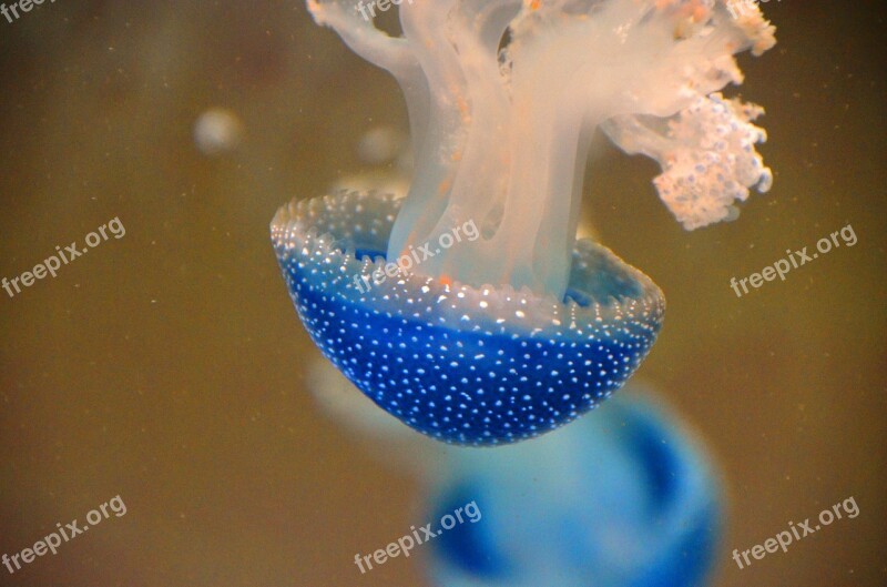 Blue Jellyfish Animal Water Aquarium