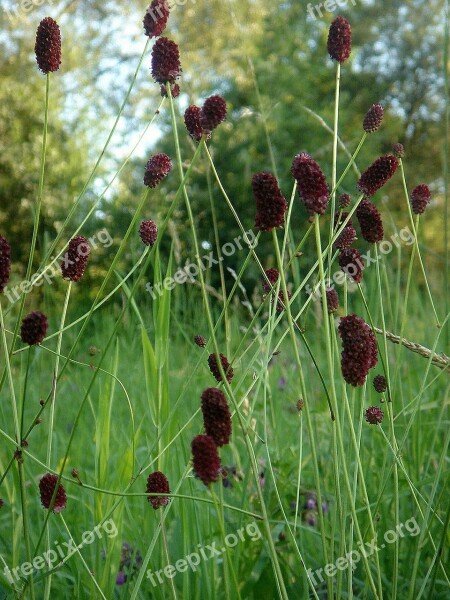 Wildflowers In The Grass Spring Brown Cone