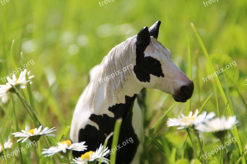 Pony Horse Meadow Landscape Mount