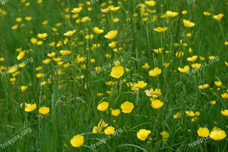 Buttercup Ranunculus Meadow Yellow Wild