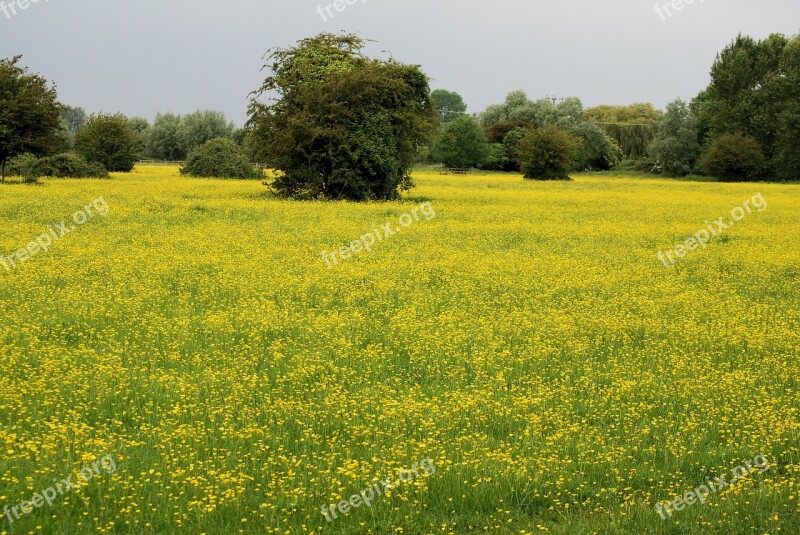 Buttercup Ranunculus Meadow Yellow Wild