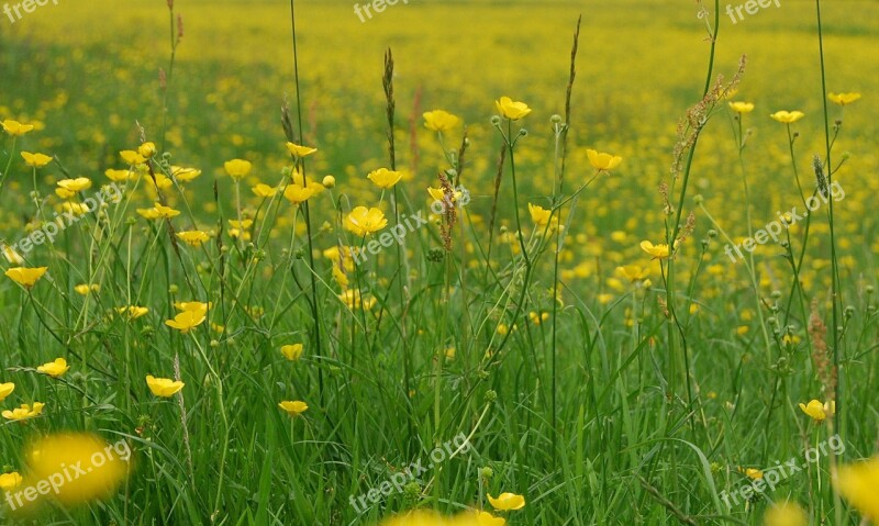 Buttercup Ranunculus Meadow Yellow Wild