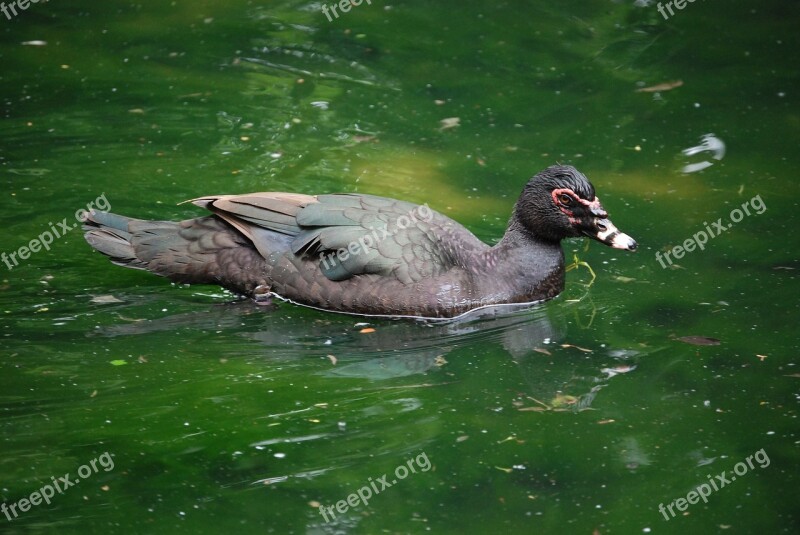 Duck Bird Wild Muscovy Beak