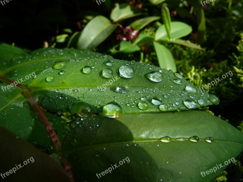 Leaves Dew Drops Macro Garden Morning