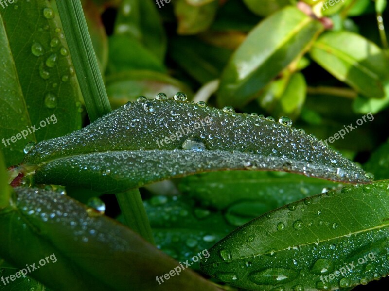 Leaves Dew Drop Morning Green Nature