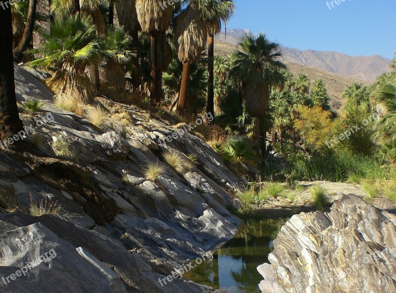 Palm Canyon Oasis California Palm Tree Desert