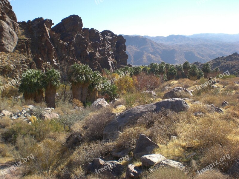 Palm Canyon Nature Palm Trees California Desert