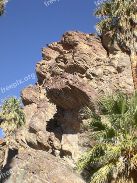 Palm Cayon California Nature Palm Trees Desert