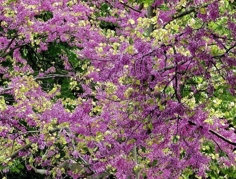 Colorful Spring Blütenmeer Nature Flora