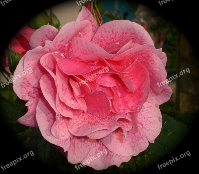 Rose Rose Bloom Beauty Romantic Pink