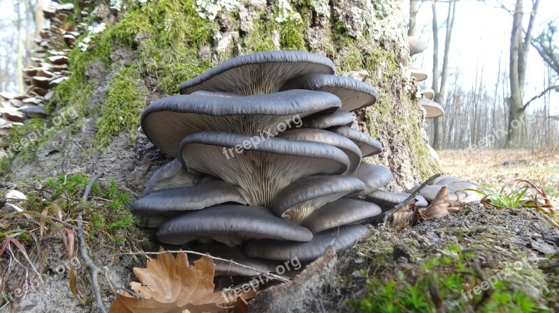 Oyster Mushroom Wood Autumn Foliage Seasons