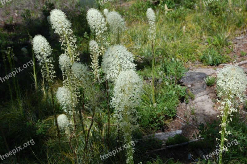 Bear Grass Montana Garnet Montana Flower Plant