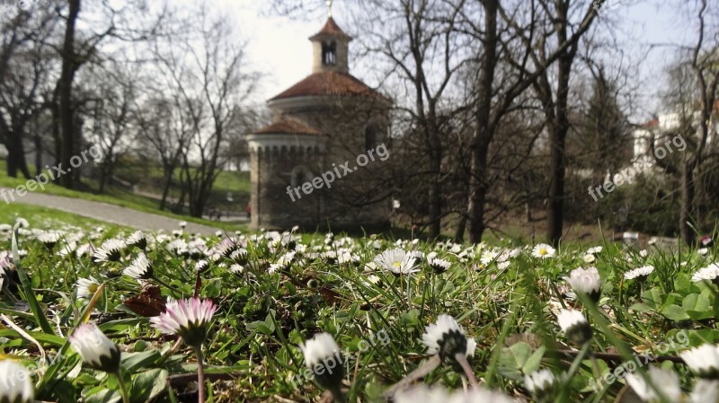 Spring Flowers Flower Spring Flowers Bee