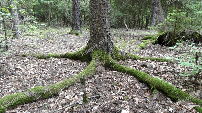 Wood Nature Root Landscape Forest