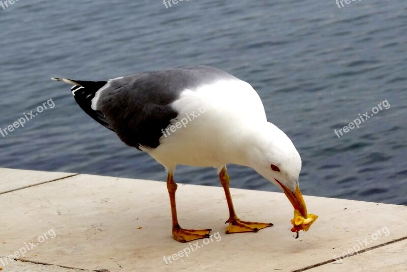 Bird Seagull Birds Beach Nature