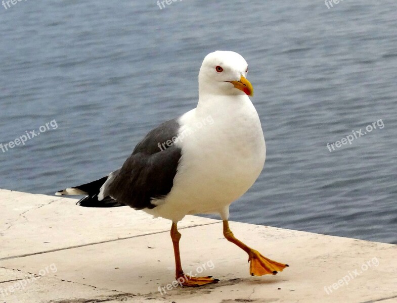 Bird Seagull Birds Beach Nature