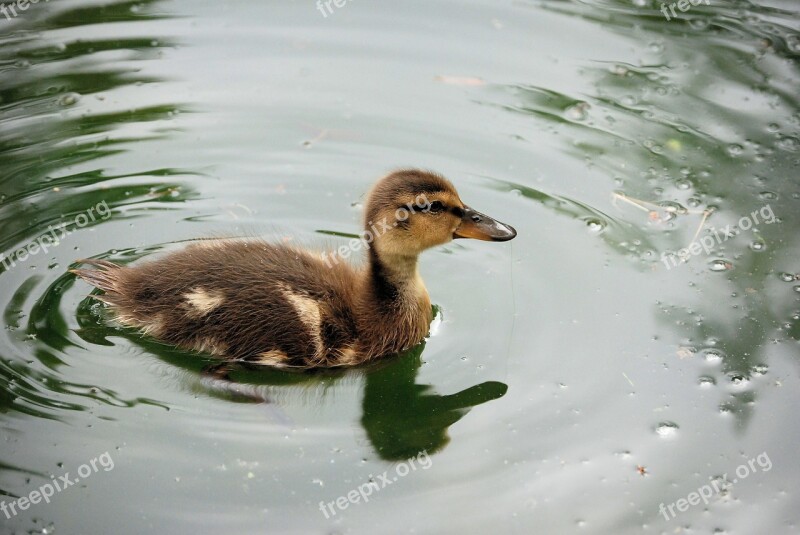 Duckling Swimming Pond Baby Feather