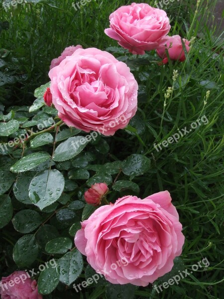 Roses Pink Roses Garden Roses Flowers Free Photos