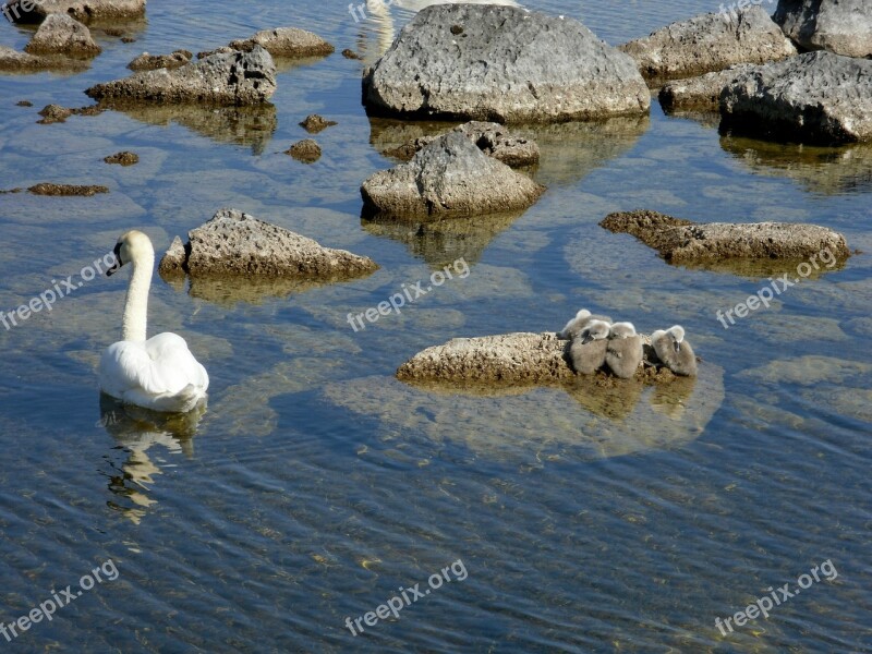 Swan Signet Water Bird Beautiful