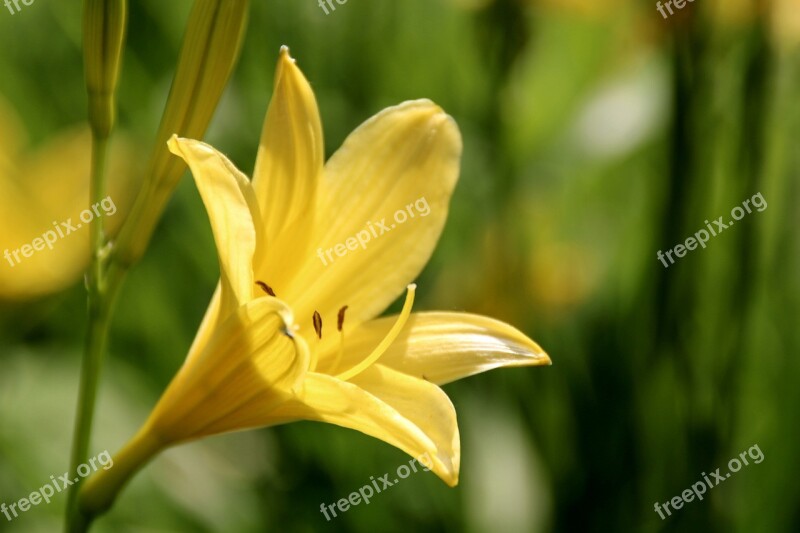 Yellow Lilies Lilies Yellow Blossomed Bloom