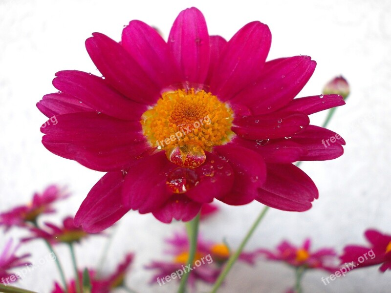 Flower With Drops Of Water Flower Blossom Bloom Pink Flower