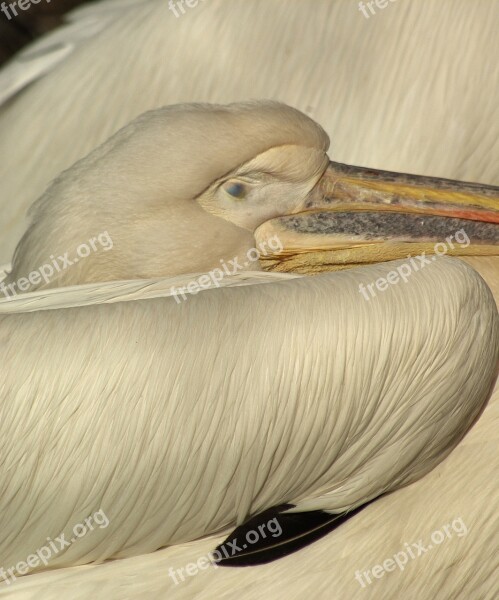 Pelican Head Beak Eye Bird