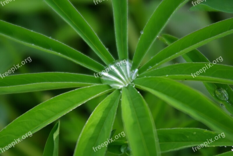 Drop Grass Rain Green Free Photos