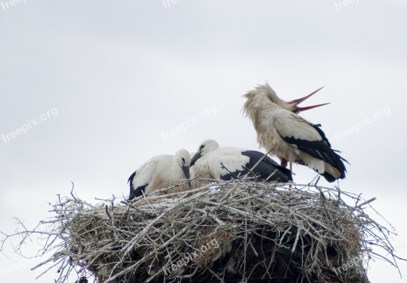 Stork White Stork Birds Nest Bird