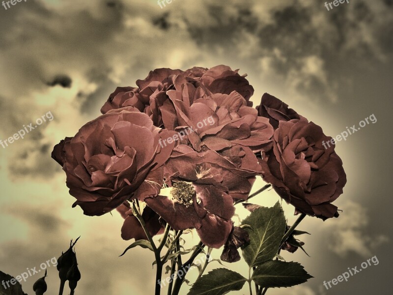 Roses Sepia Duo Strong Flowers