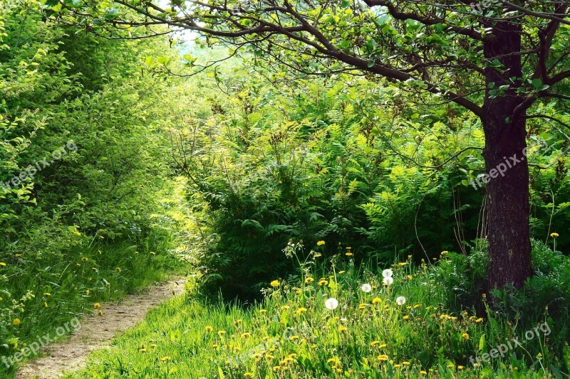 Path Sunlight Forest Way Nature