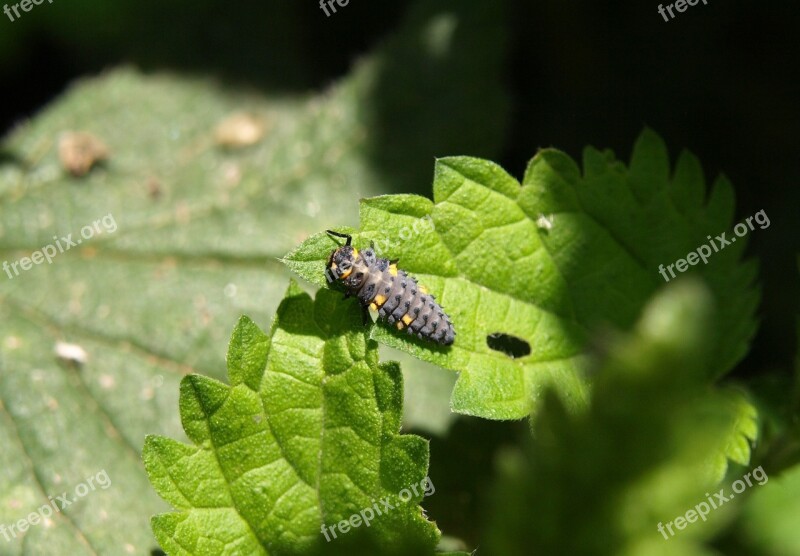 Marienkäfer Larva Larva Beetle Ladybug Insect