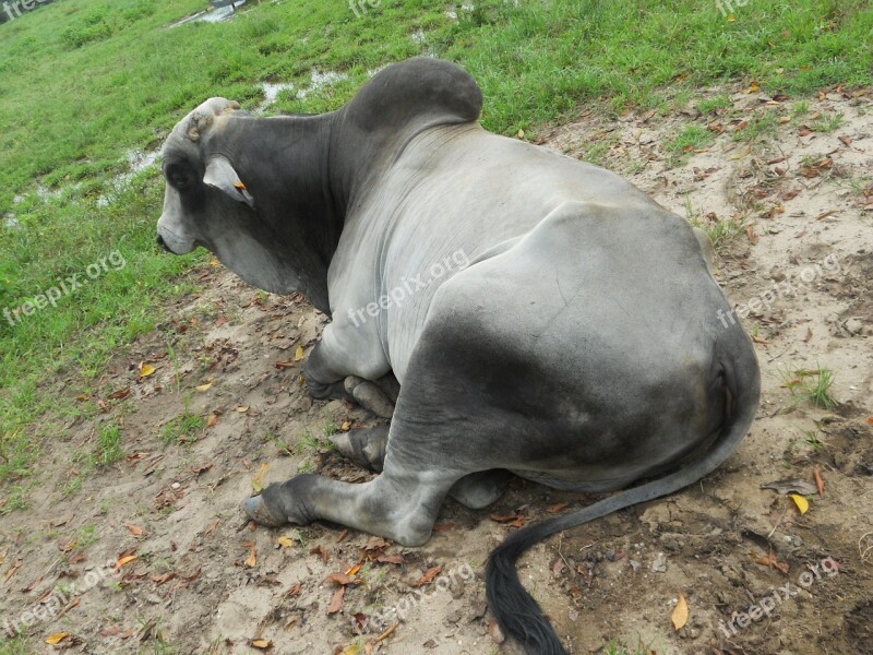 Zebu Male Guyana Free Photos