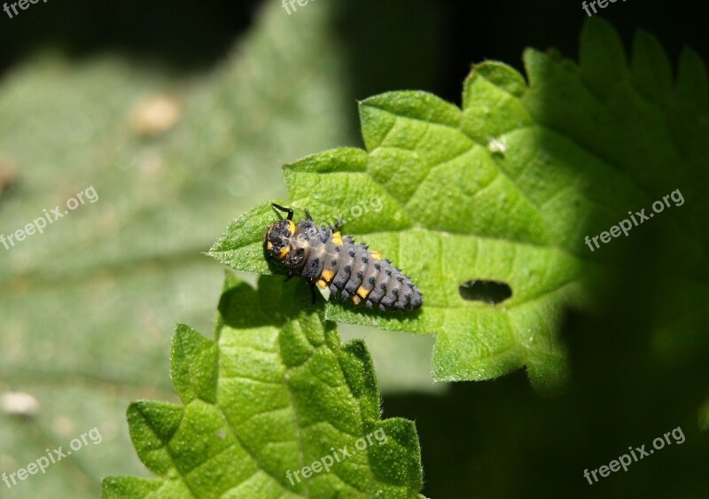 Marienkäfer Larva Larva Insect Ladybug Beetle