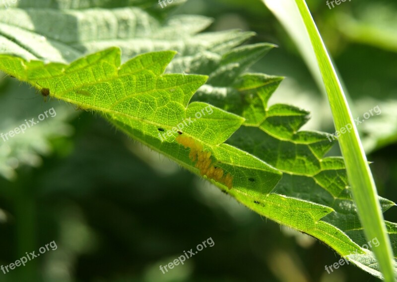 Ladybird Eggs Egg Ladybug Egg Laying Free Photos