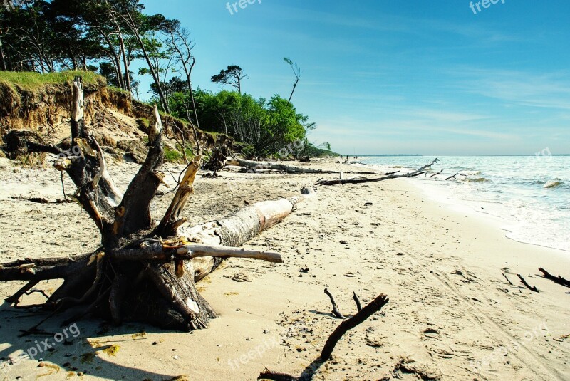 Baltic Sea Coast Darß Beach Tree Break