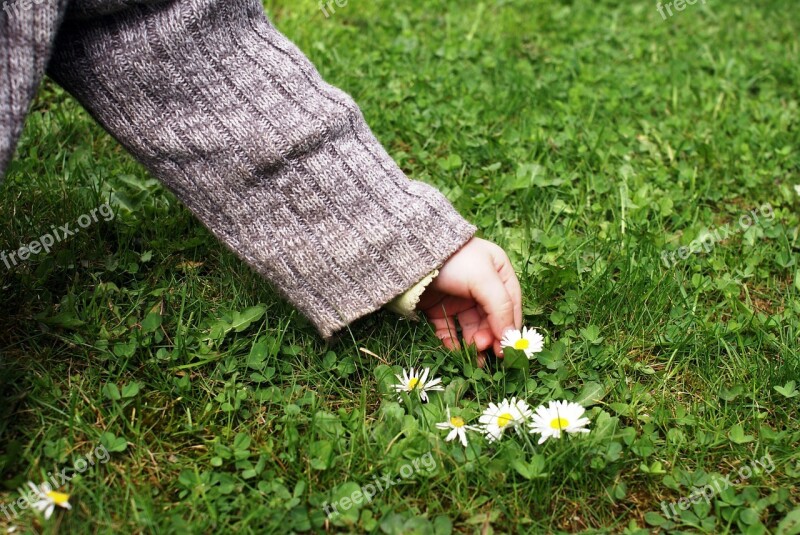 Child's Hand Pick Flowers Daisy Free Photos