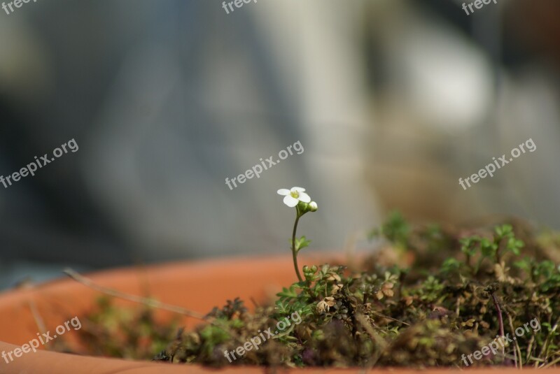 Single Flower Close Up White Lonely Free Photos