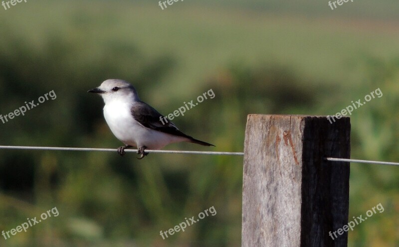 Nature Bird Tropical Birds Encyclopedia Environment