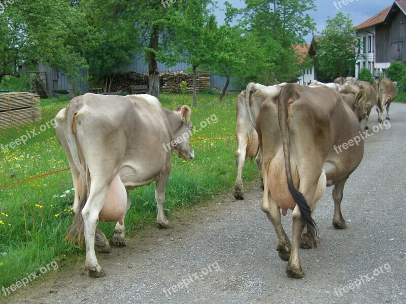 Cow Dairy Cows Udder Impact Fully Way Home